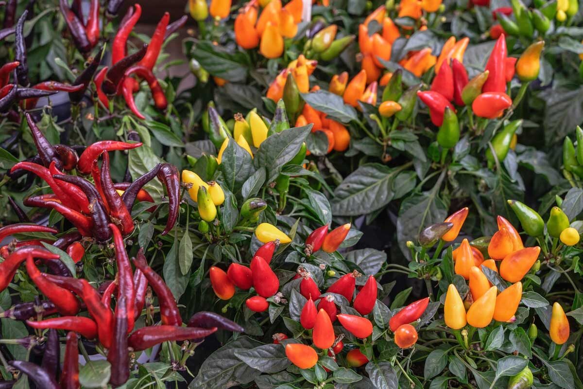 ornamental pepper fruits and flowers close-up