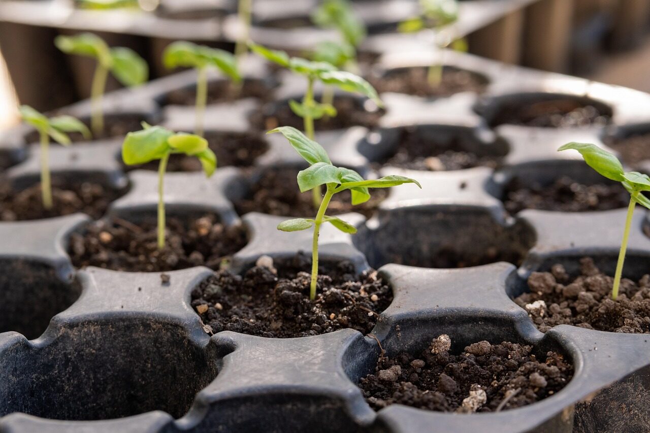 ornamental pepper seeds sowing tray