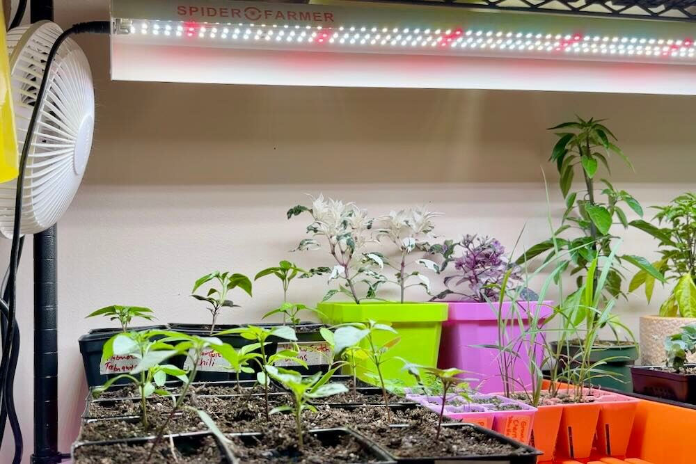 ornamental pepper seedlings under grow lights