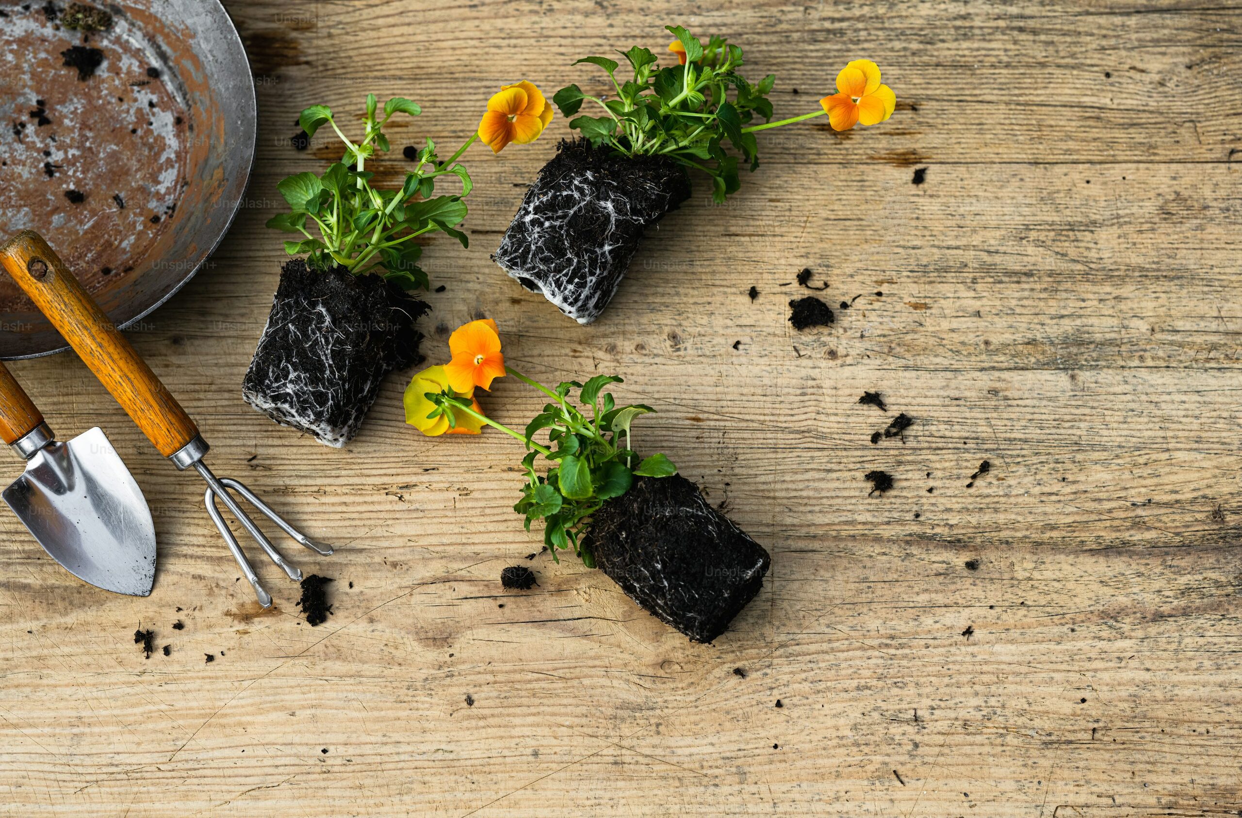 ornamental pepper transplanting 15 cm pot