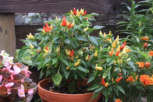 ornamental pepper matte white pot