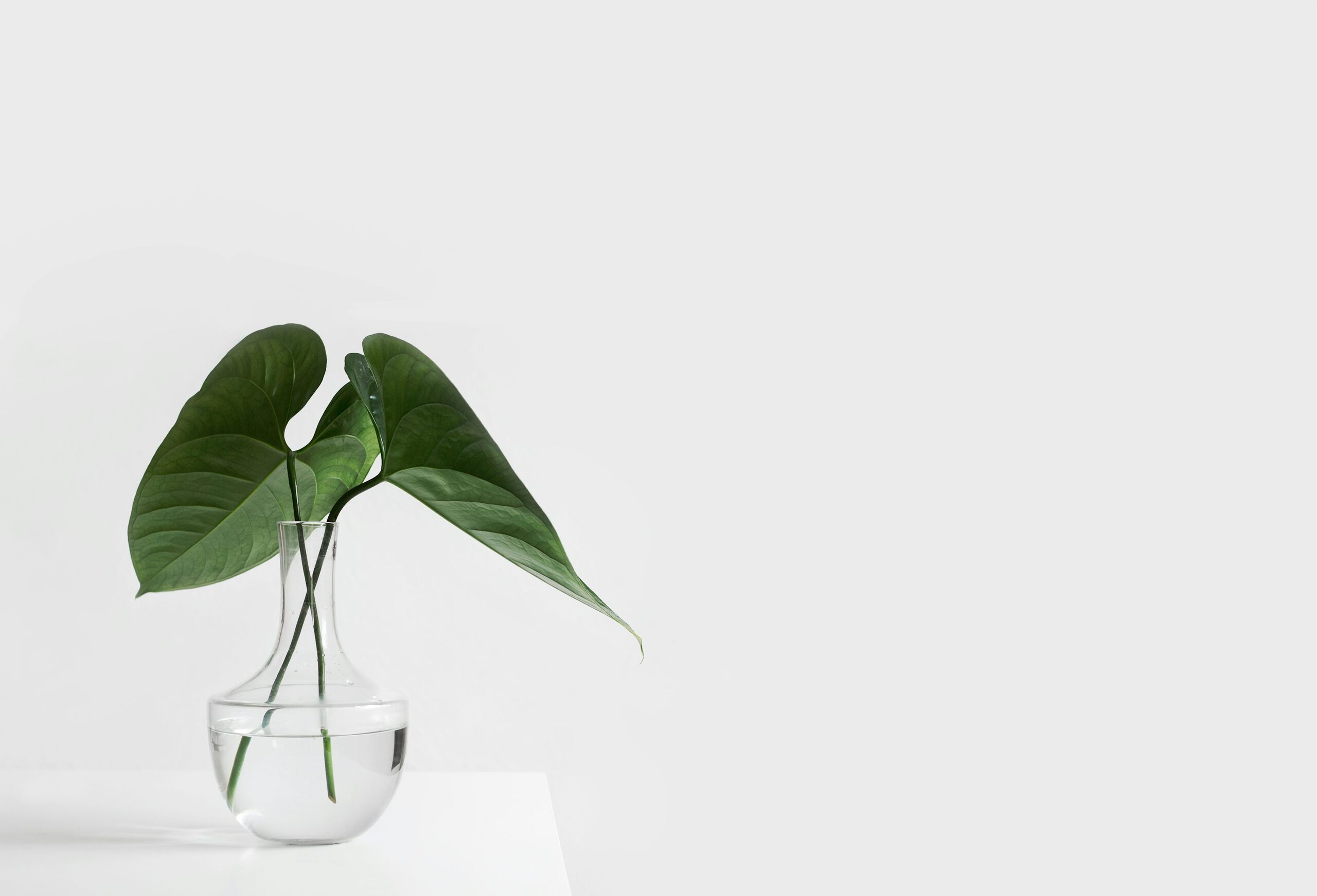 ornamental pepper under glass cloche