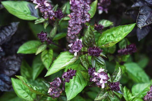 Micro-Balcony Dream Team: Companion Planting Ornamental Peppers with Basil, Marigolds, and Pollinator Herbs
