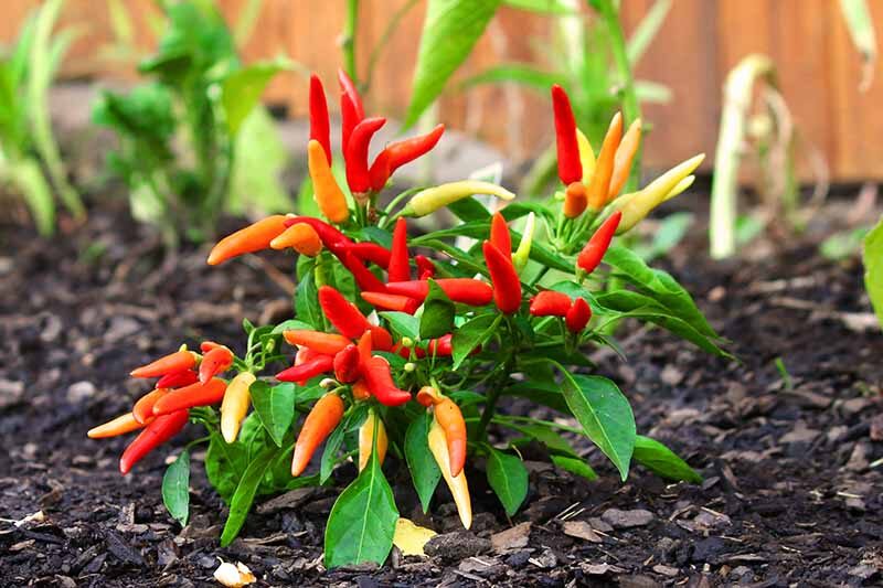 ornamental pepper fruits color close-up