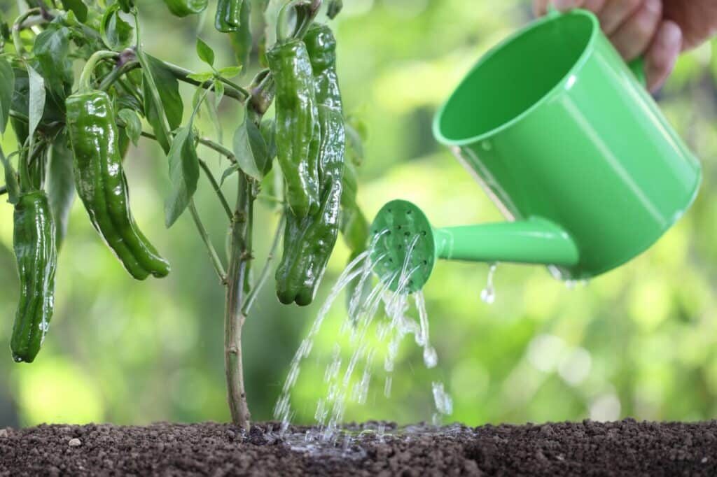 ornamental pepper watering balcony container