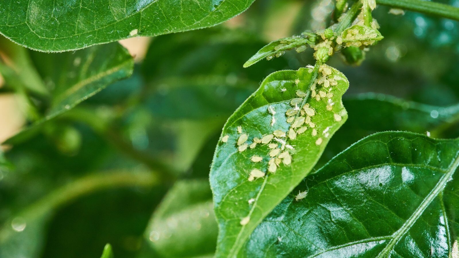 ornamental pepper leaf aphids close-up