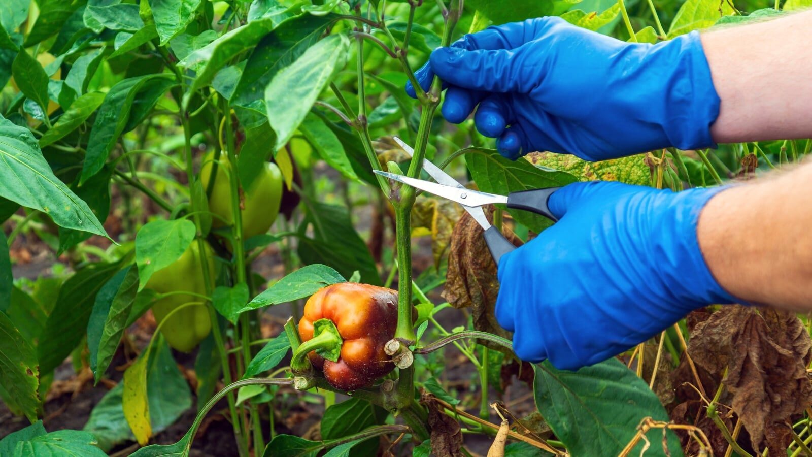 ornamental pepper pruning with scissors