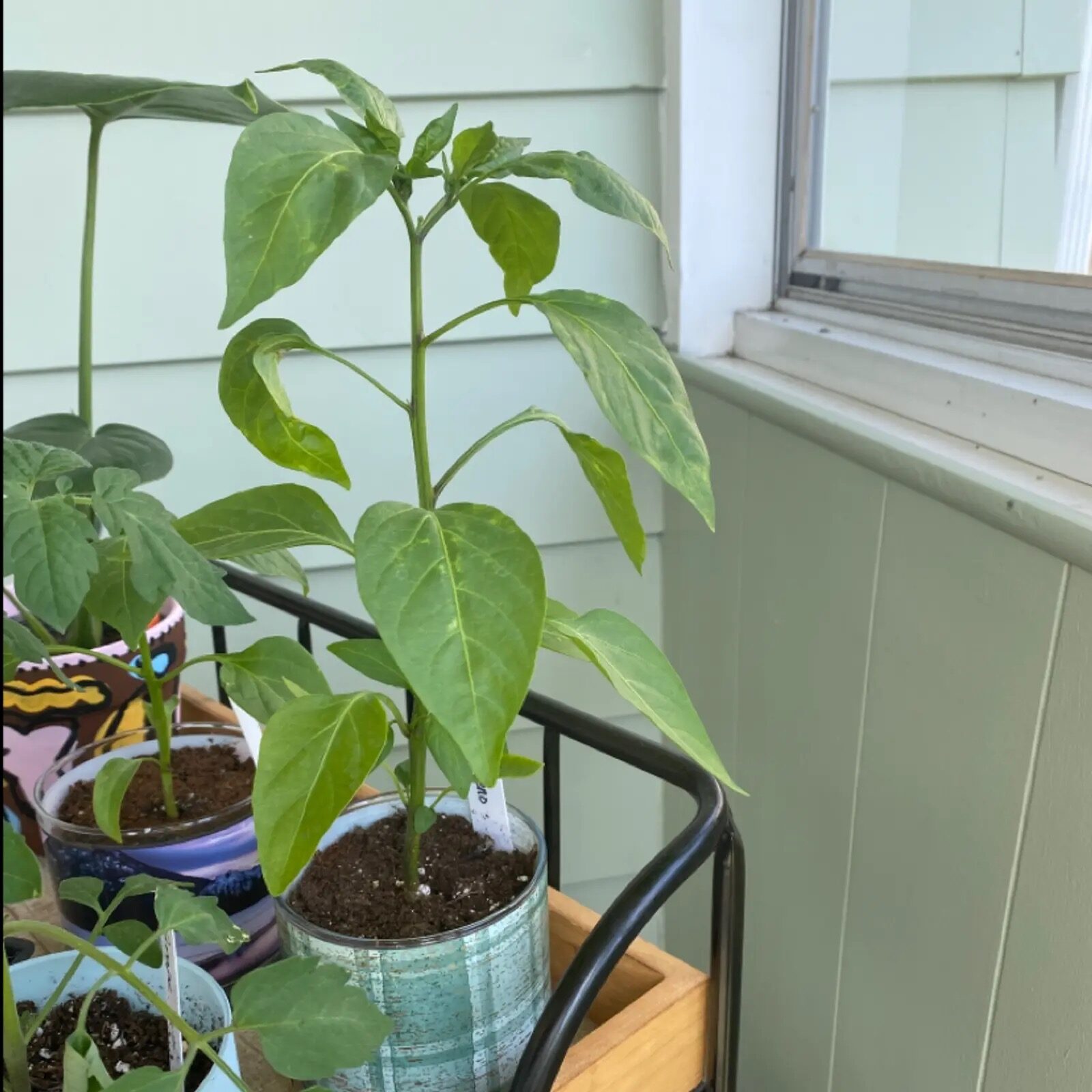 ornamental pepper repotting spring roots