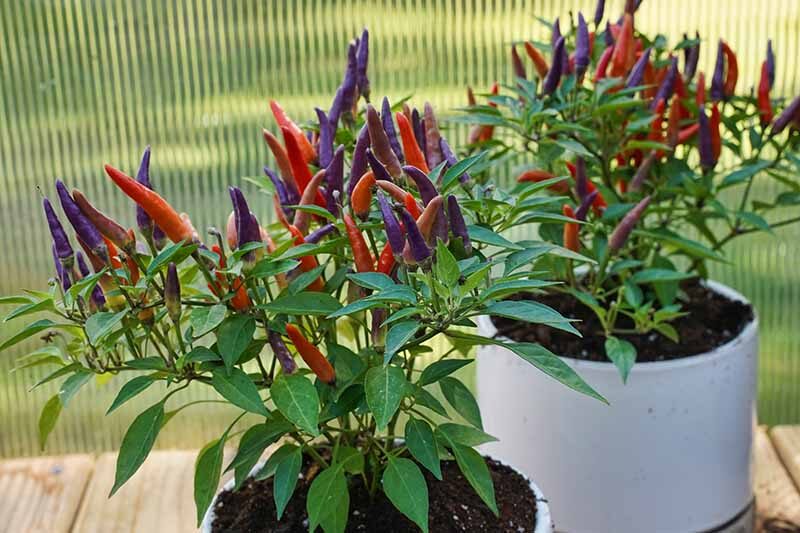 Edible but Explosive: Safe Handling, Tasting, and DIY Chili Flakes from Ornamental Peppers