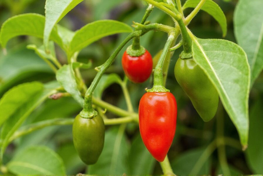 ornamental pepper toothpick heat test