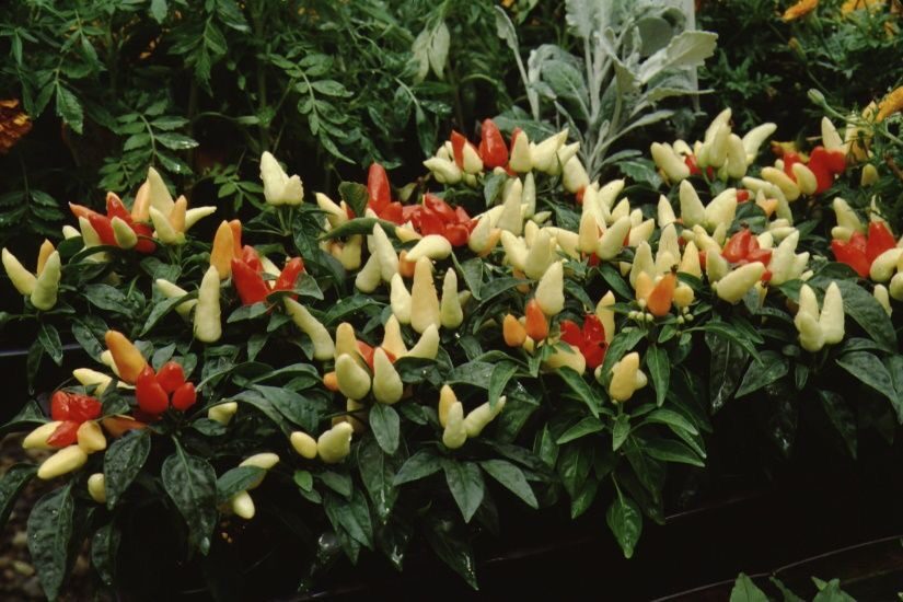 Capsaicin 101: The Chemistry Behind Heat, Eye Burn, and Natural Pest Deterrence