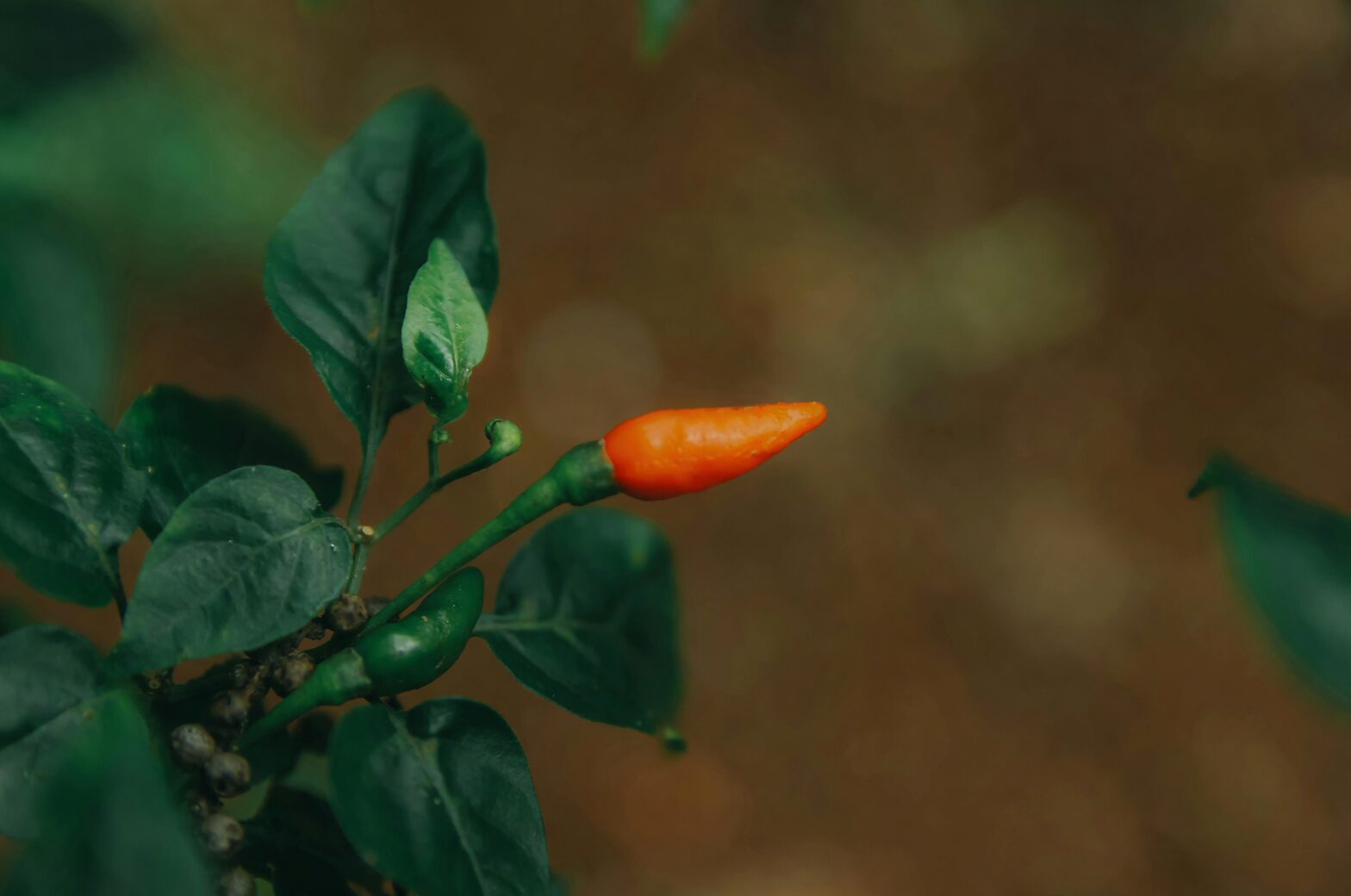 capsaicin TRPV1 receptor illustration