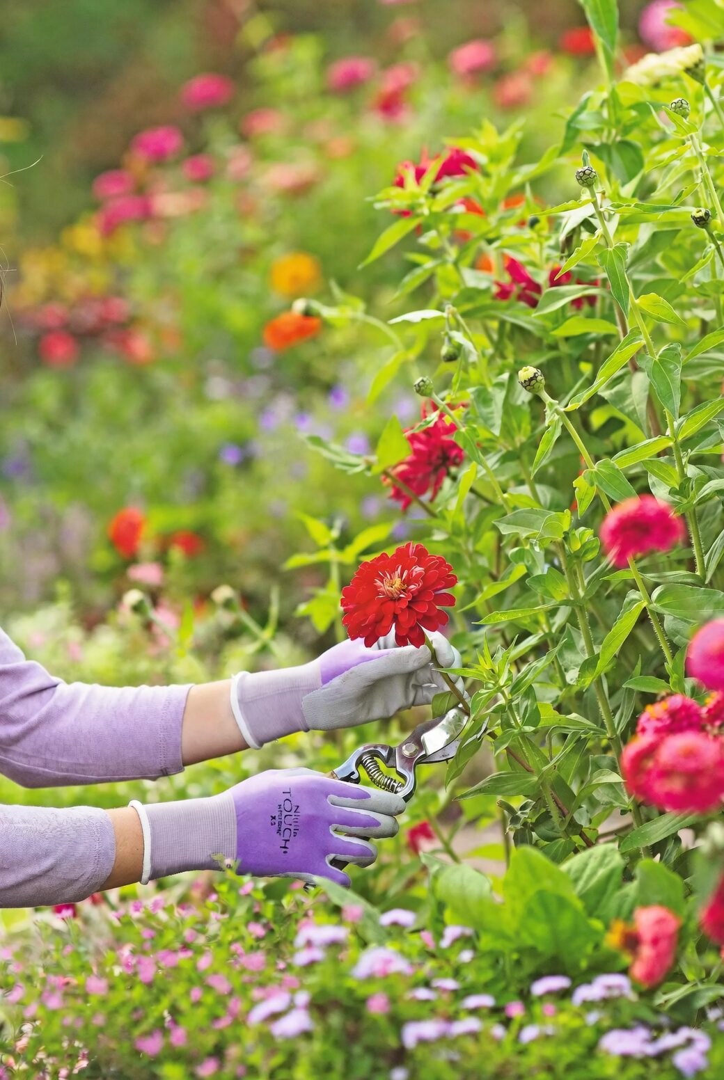 ornamental pepper pruning nitrile gloves