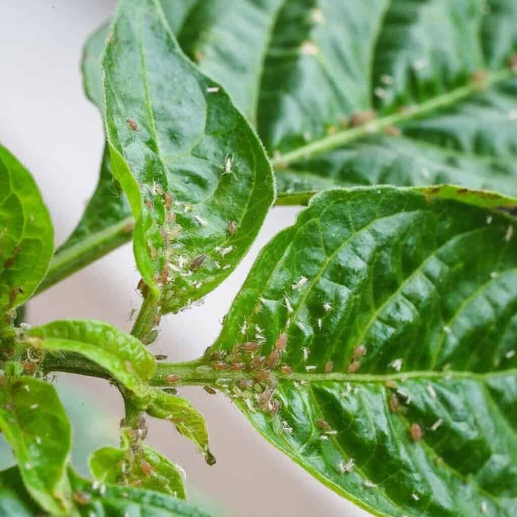 ornamental pepper aphids on leaves macro