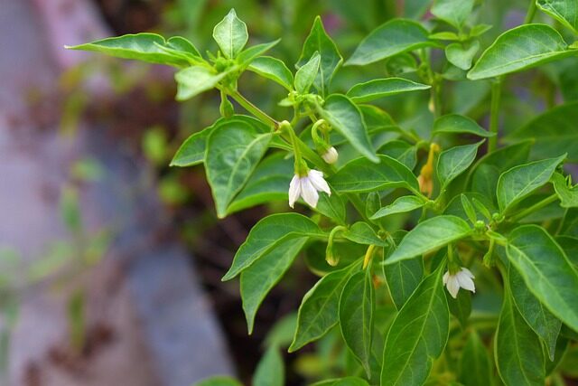 ornamental pepper white flowers close-up