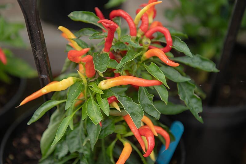 ornamental pepper watering soil close-up