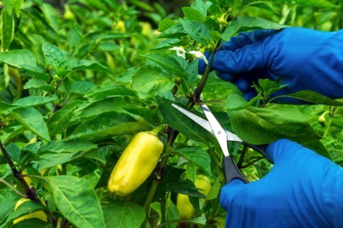 ornamental pepper thinning fruits snips
