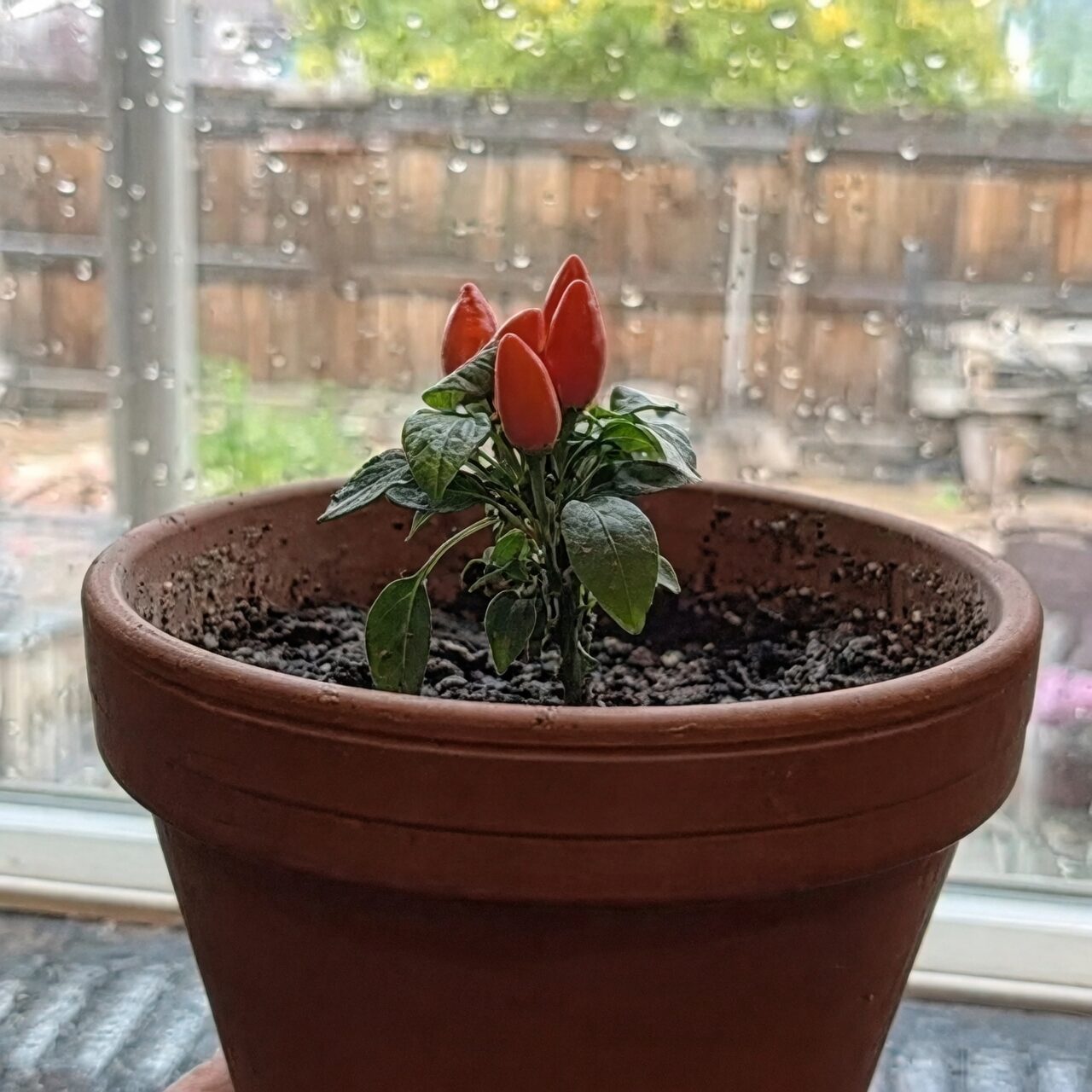 ornamental pepper south-facing window sunlight
