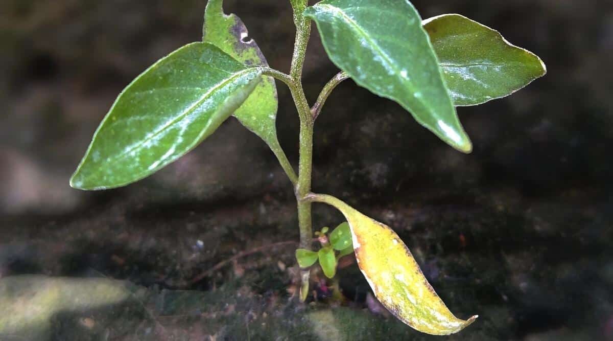 ornamental pepper wilting dry soil close-up