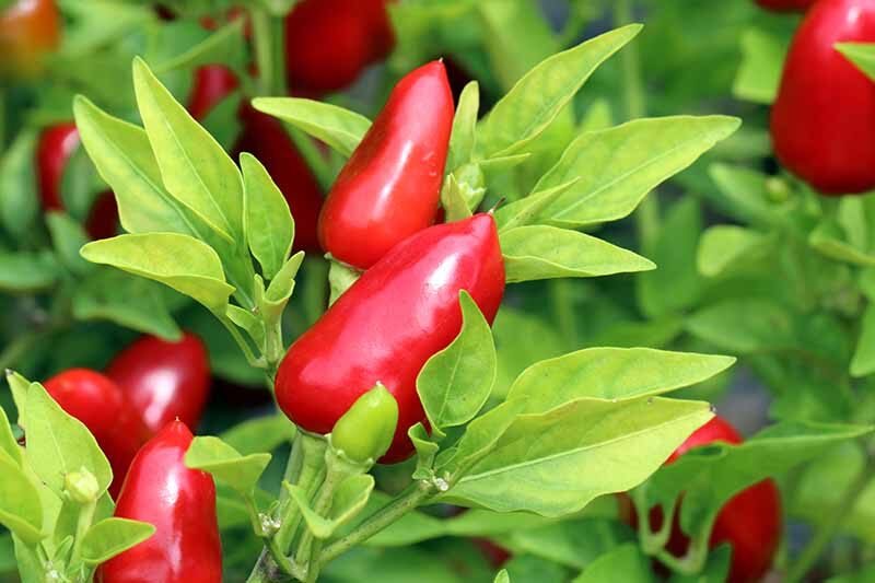 ornamental pepper near bananas apples