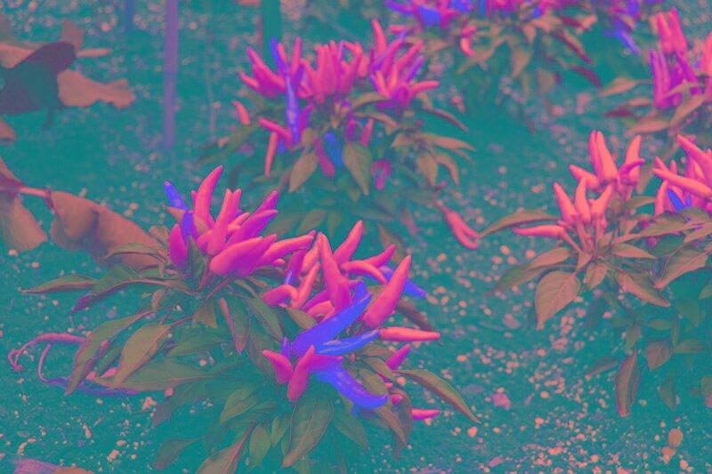 “热烈·引人注目”的花语从何而来？观赏辣椒的民俗象征、风水与送礼指南