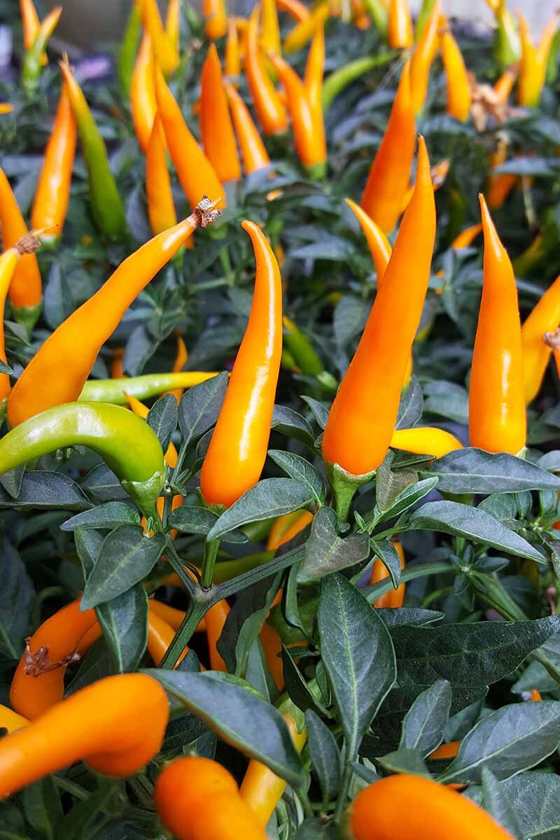 ornamental pepper fruit shapes close-up