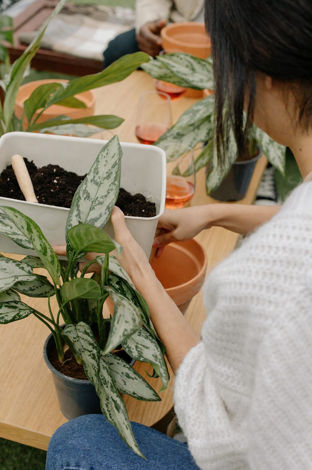 ornamental pepper watering indoor pot