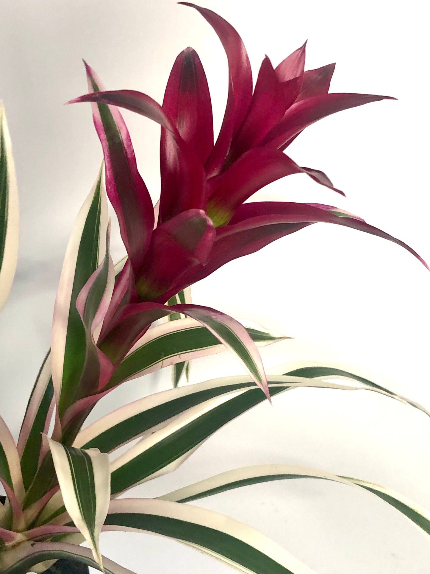 guzmania insignis east window light