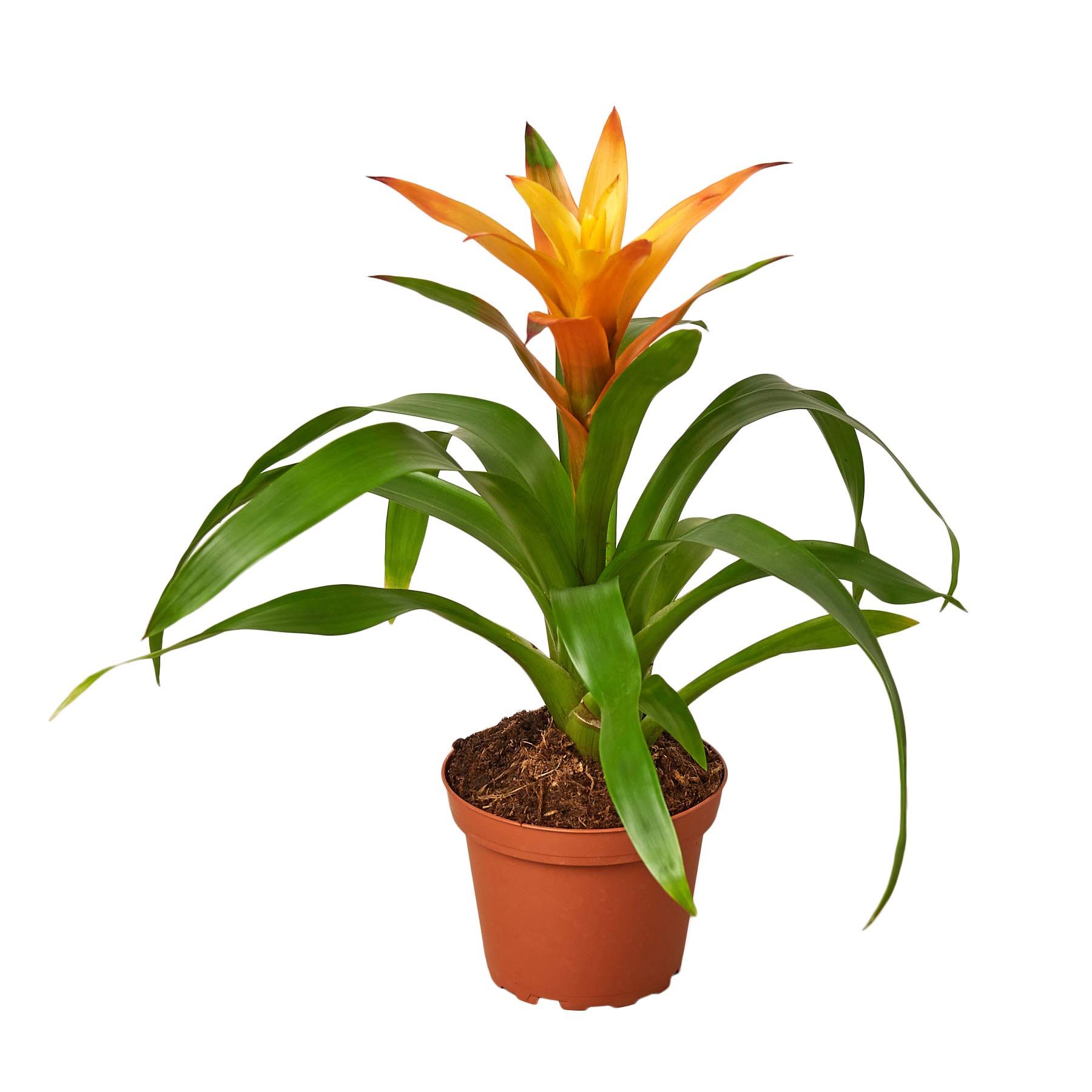 guzmania insignis gift shop opening