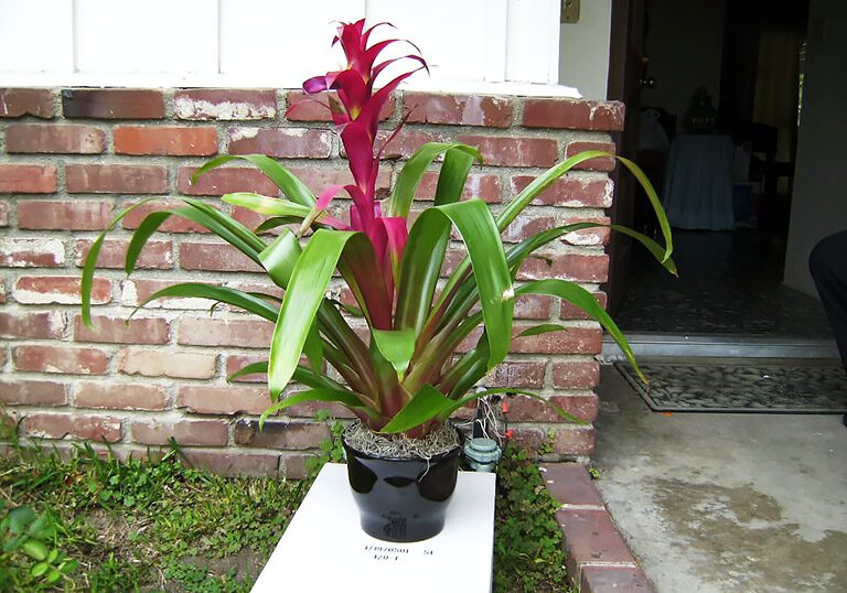 Help! My Red Bracts Are Fading—A No-Fear Fix-It Guide for Guzmania