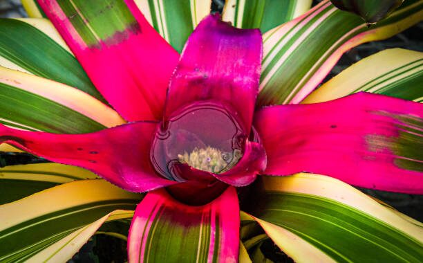 guzmania central cup rosette close-up