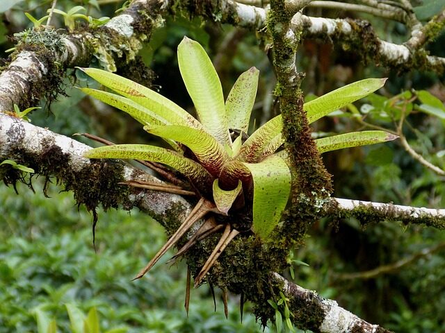 From Andean Cloud Forests to Your Coffee Table: The Wild Journey of Guzmania insignis