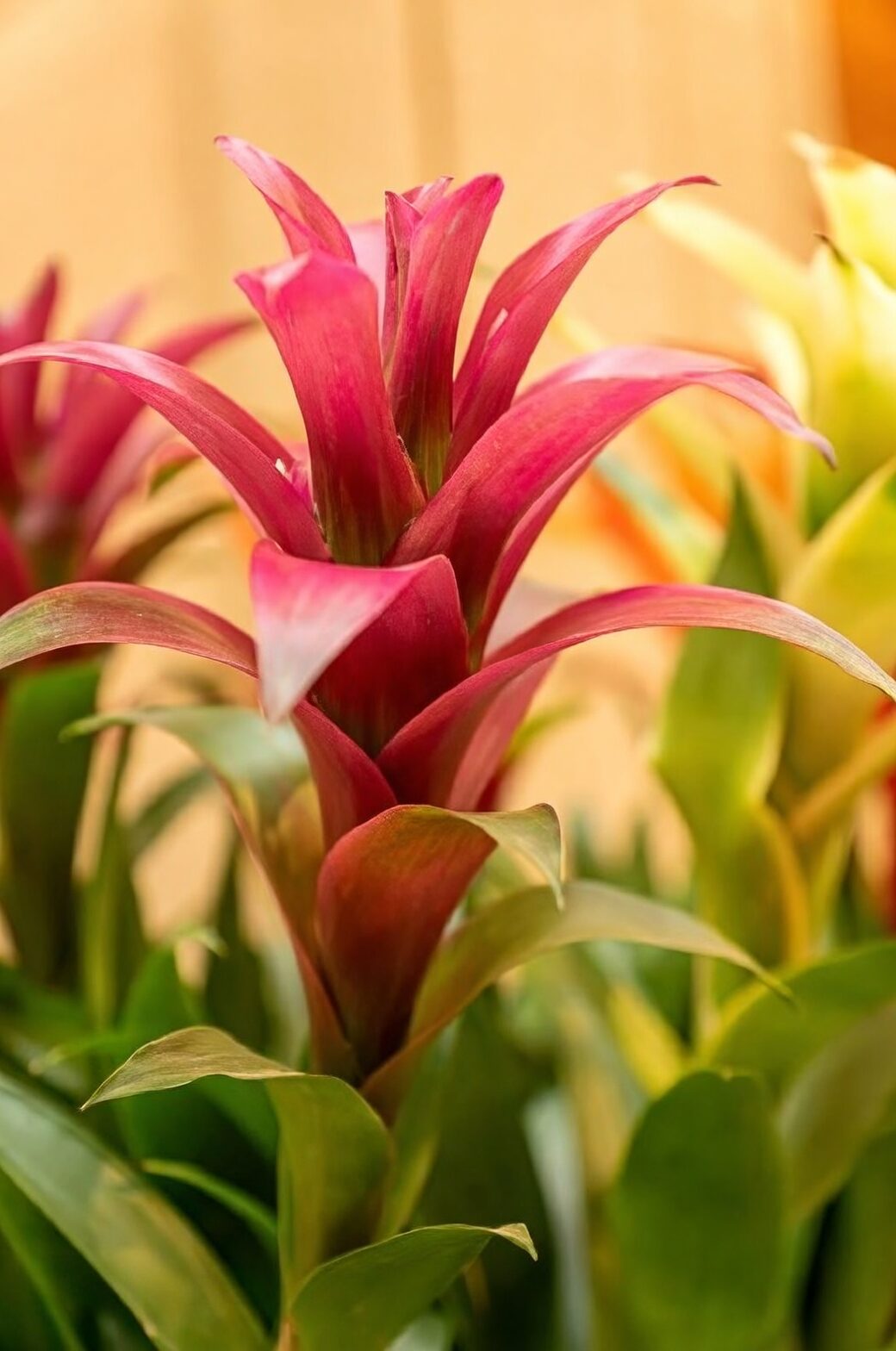 Guzmania central cup water close up
