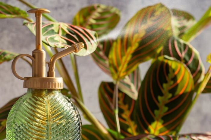Guzmania watering central cup hands