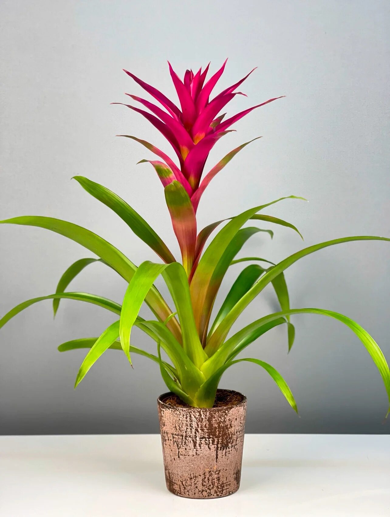 The Houseplant That Makes Its Own Birdbath: 7 Tank-Bromeliad Secrets