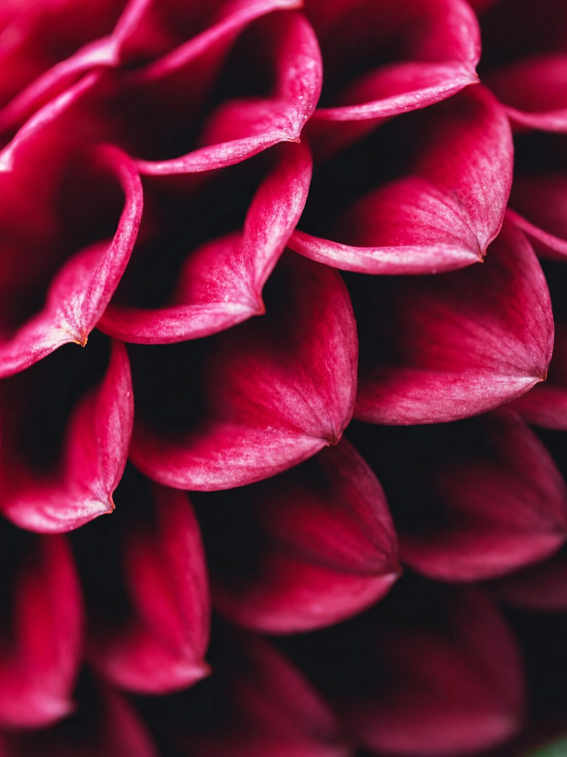 guzmania insignis red bracts close-up