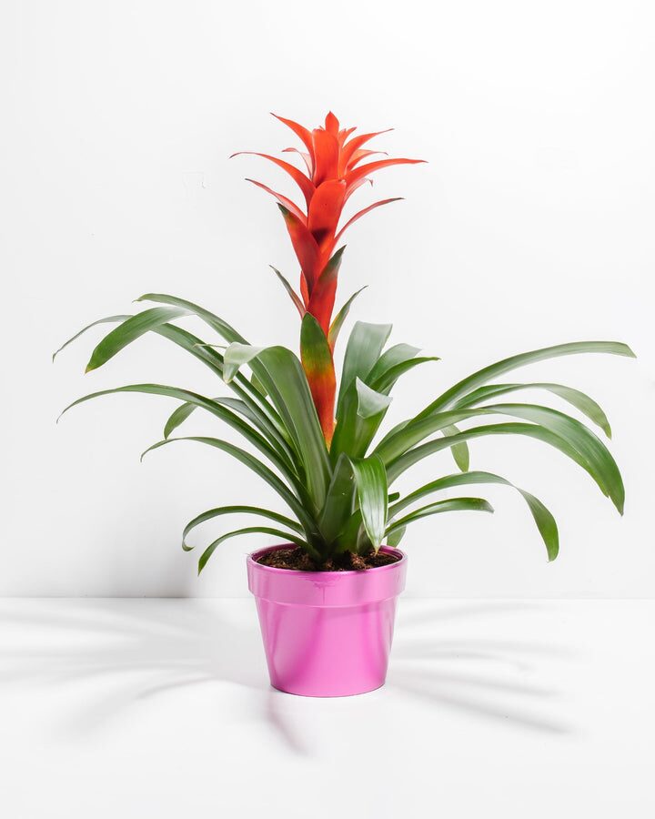 Why “Good Fortune on Top” Rules Festive Gifting: Guzmania’s Flower Language, Origin, and Feng Shui Tips