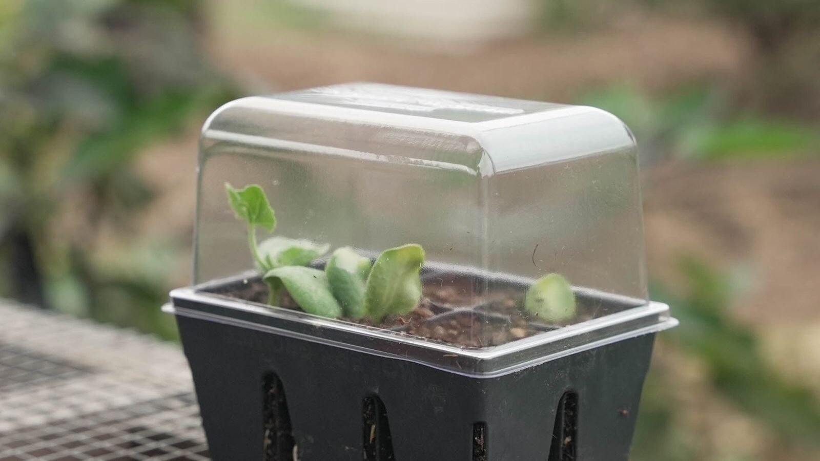 guzmania pup humidity dome setup