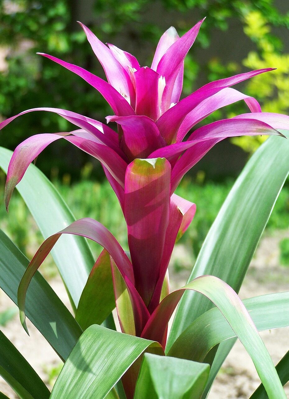 guzmania rooting mix orchid bark