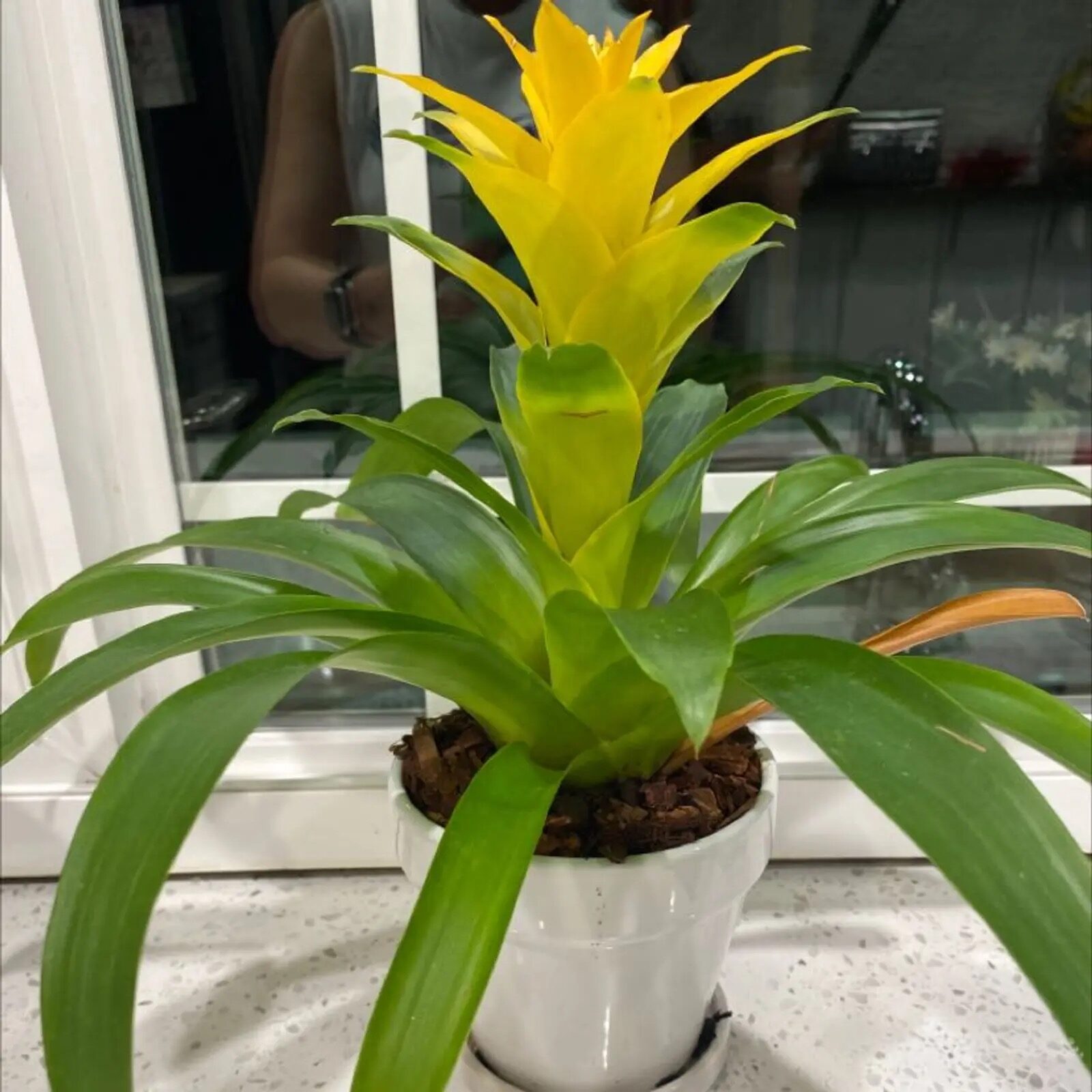 guzmania east window morning light