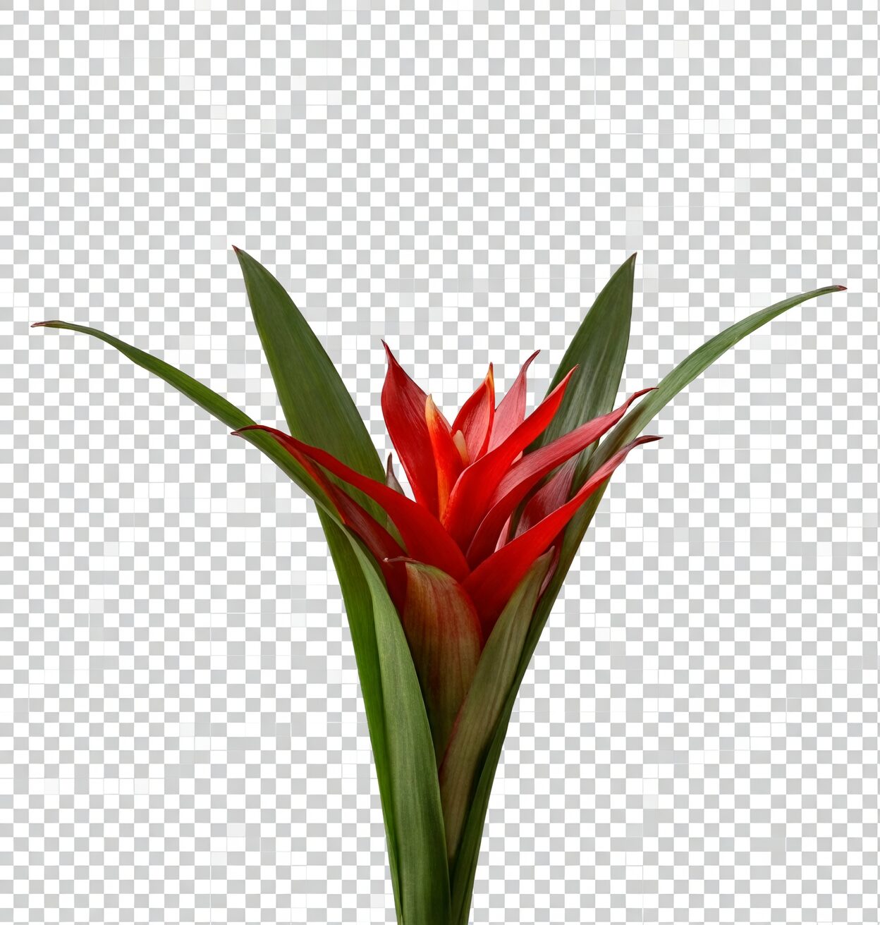 guzmania glossy black planter console