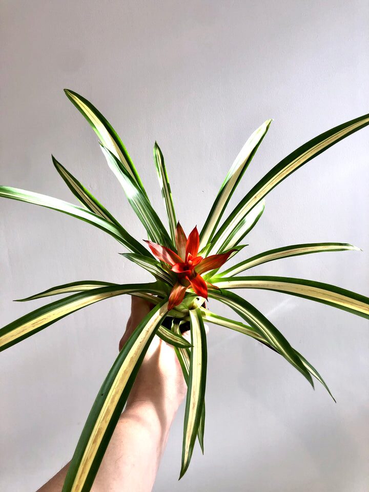 guzmania central cup watering