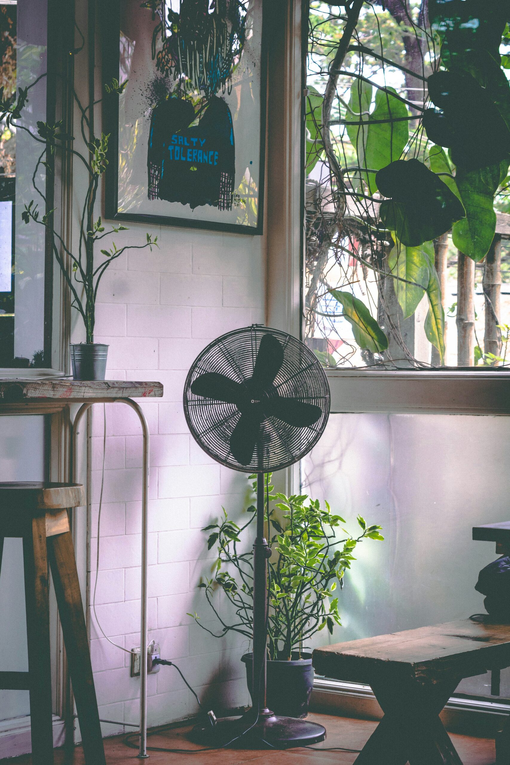 guzmania near window small fan