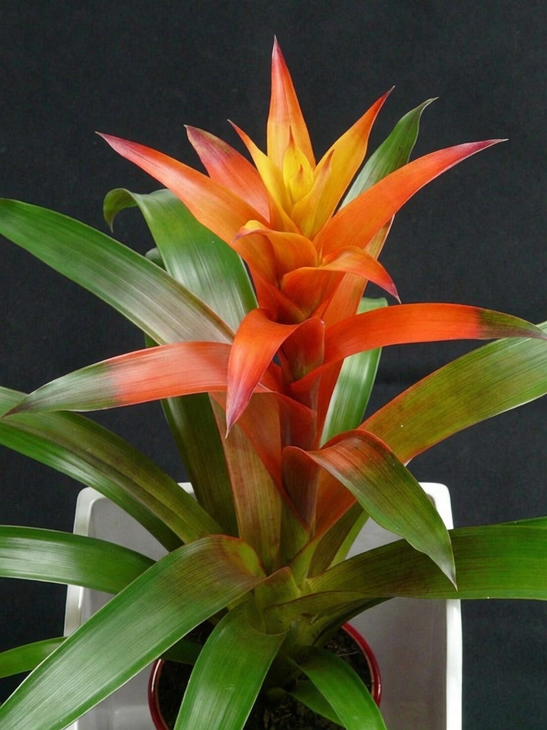 guzmania central cup watering
