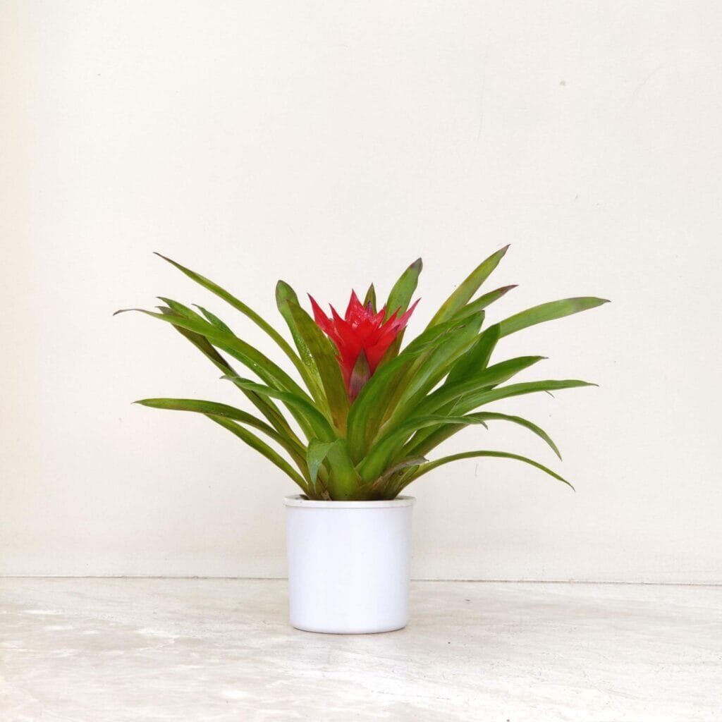 Can a Bromeliad Host a Micro-Jungle? Explore the Science Behind Guzmania’s Living Cup