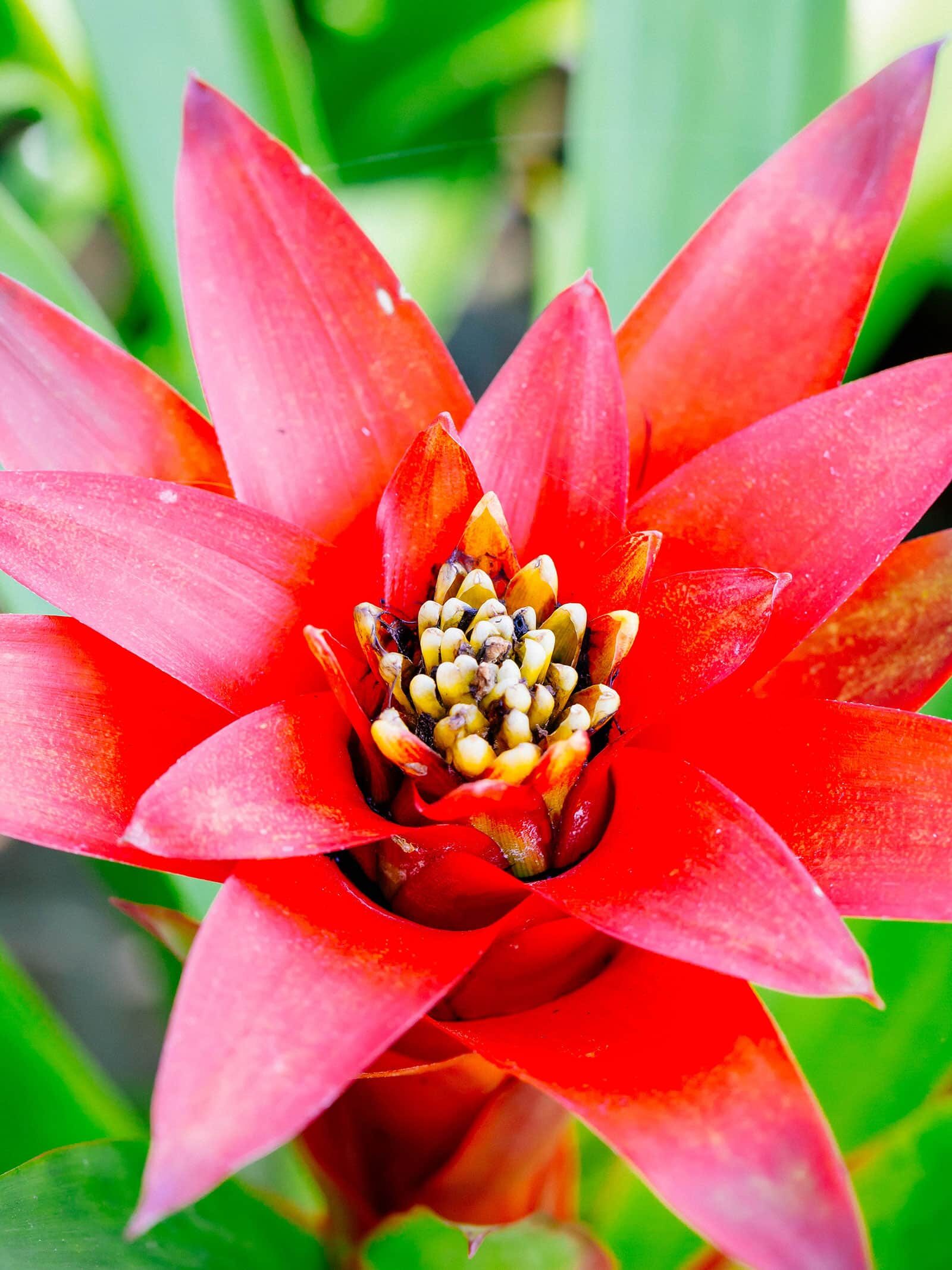 guzmania bromeliad cup tadpoles