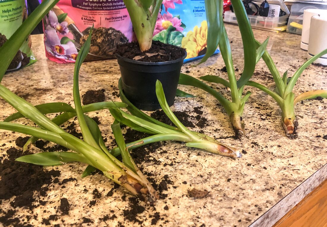 guzmania pups separation repotting