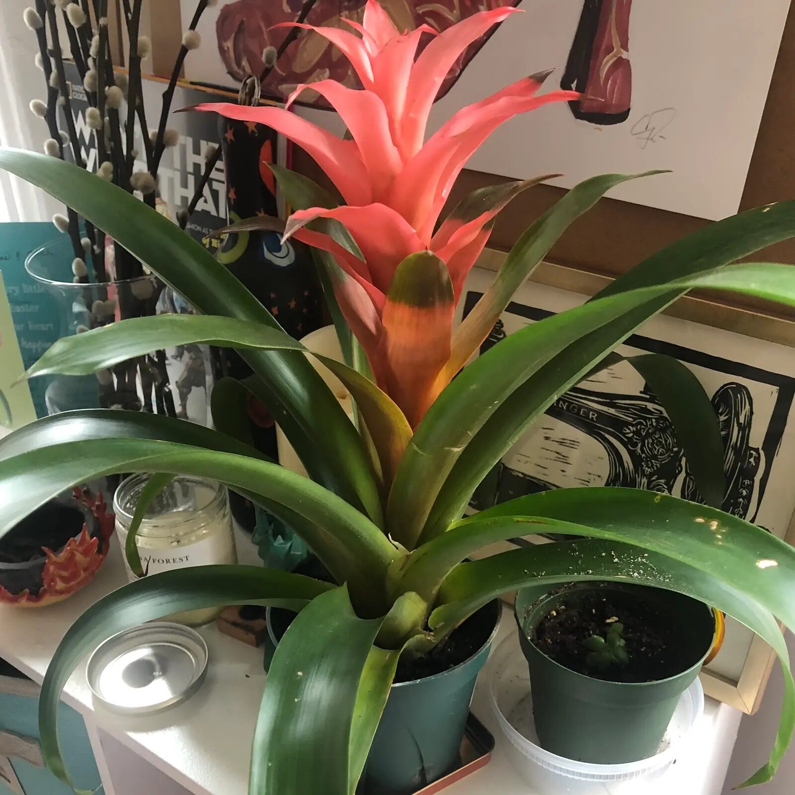 guzmania red bracts close-up