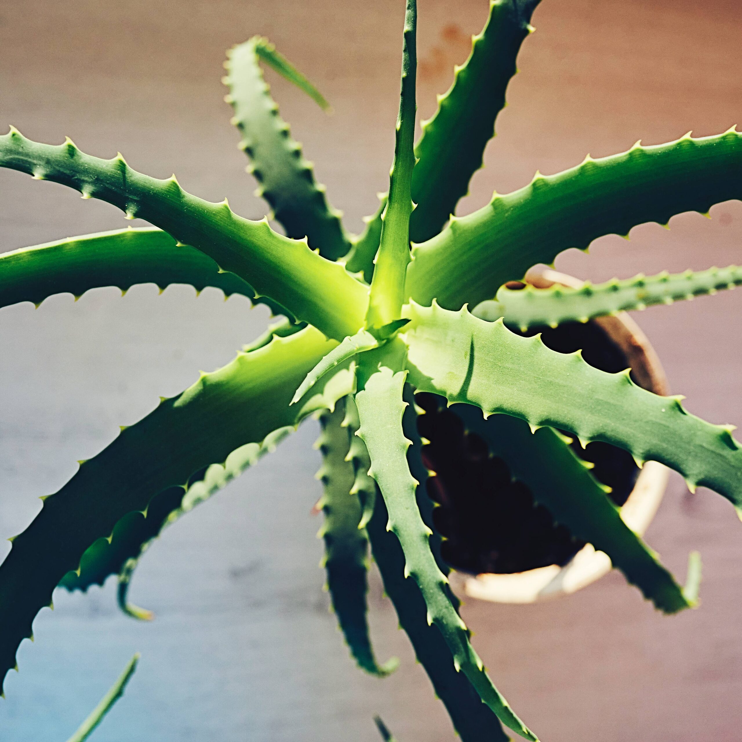 guzmania insignis top view rosette
