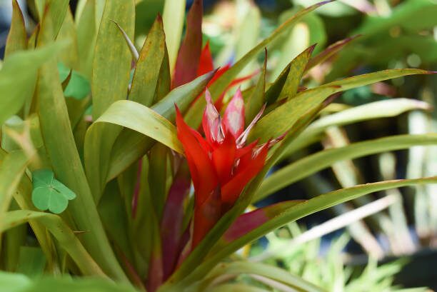 guzmania insignis mealybugs leaf axil